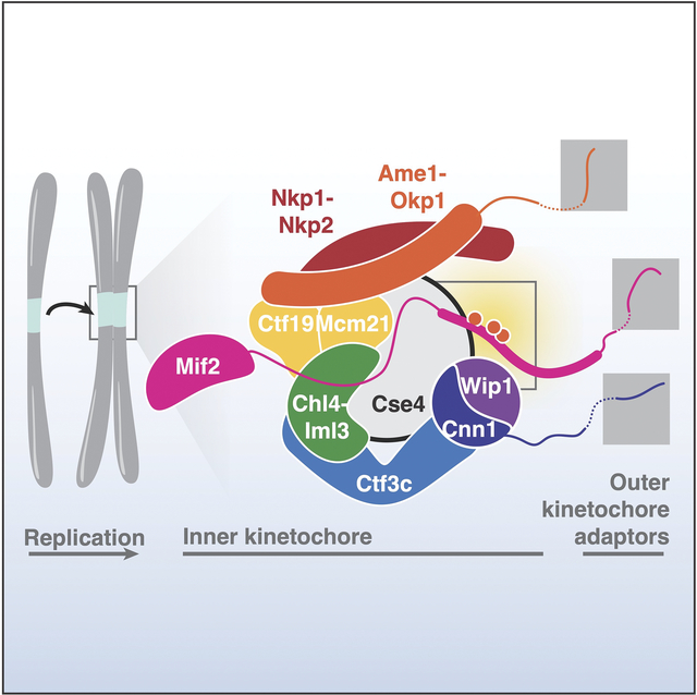 graphic file with name nihms-1866091-f0001.jpg