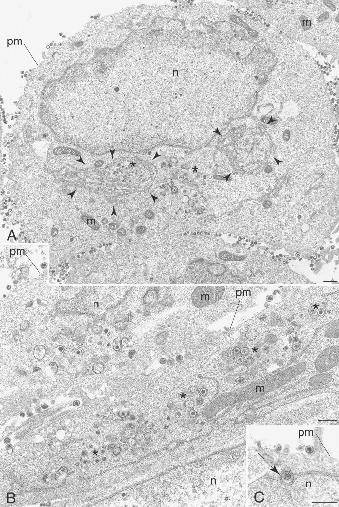 FIG. 8