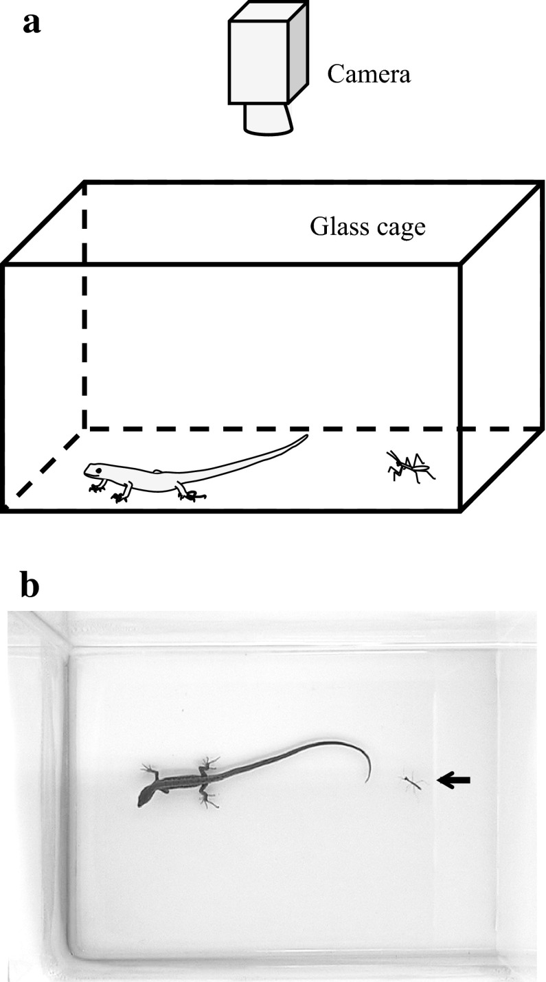 Fig. 1