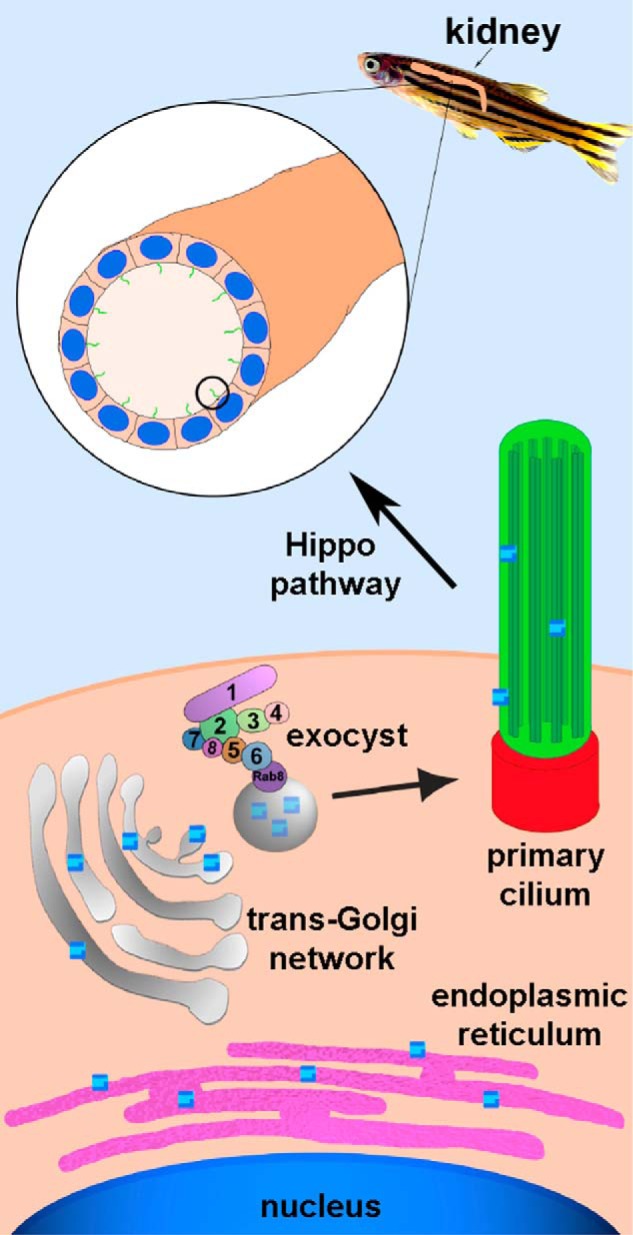 Figure 5.