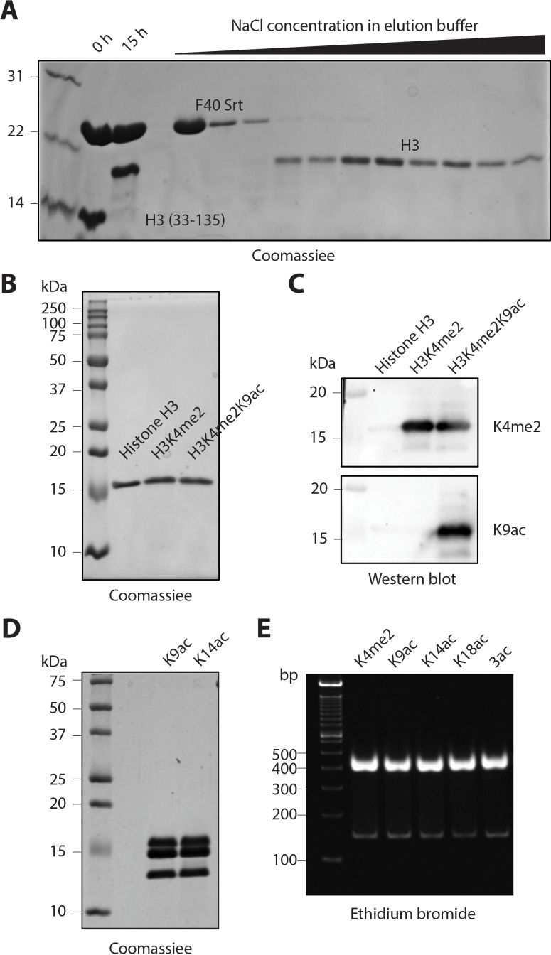 Figure 4—figure supplement 1.