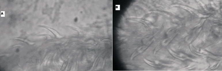 Supplementary Figure 1