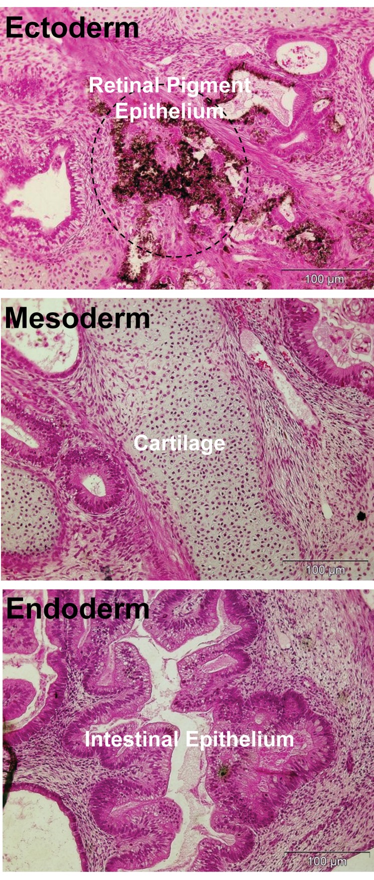 Fig 4