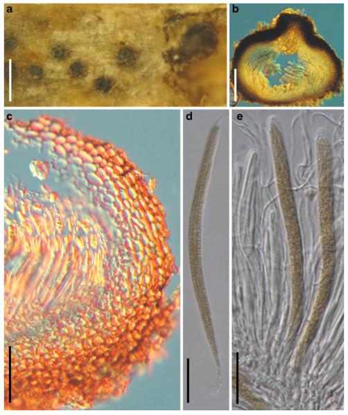 Fig. 70