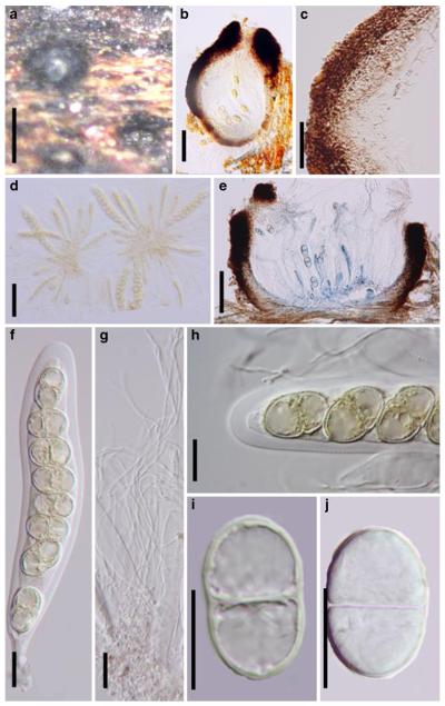 Fig. 11