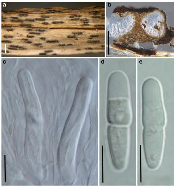 Fig. 59