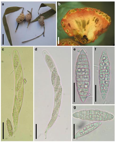 Fig. 89