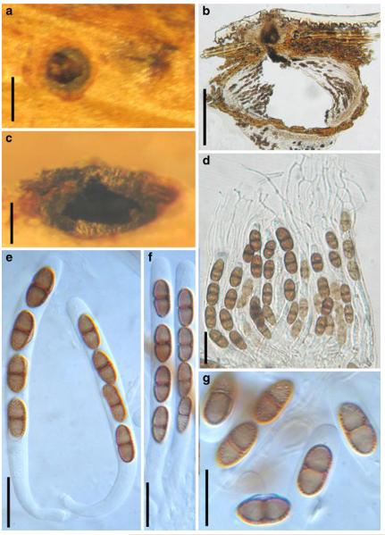 Fig. 27