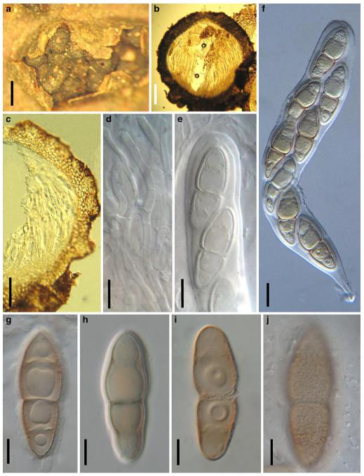 Fig. 7