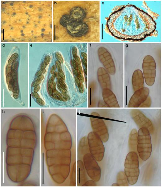 Fig. 81