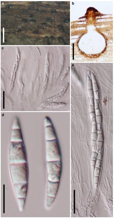 Fig. 83