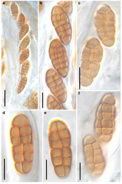 Fig. 46