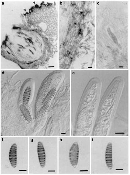 Fig. 57