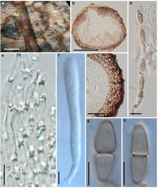 Fig. 36