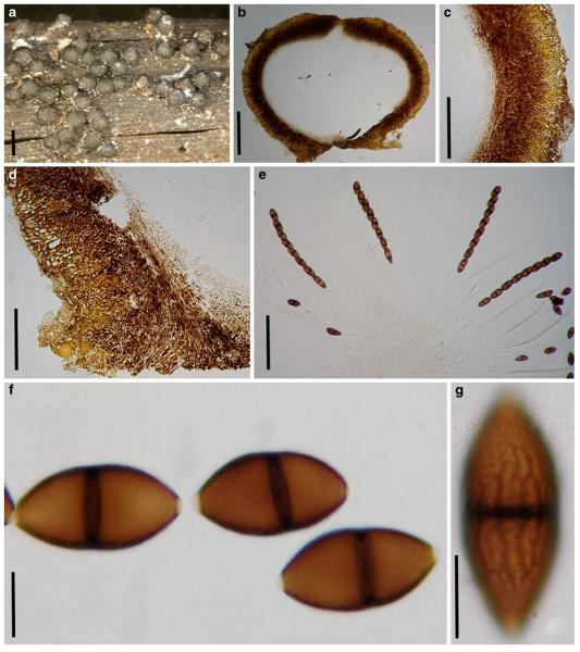 Fig. 20