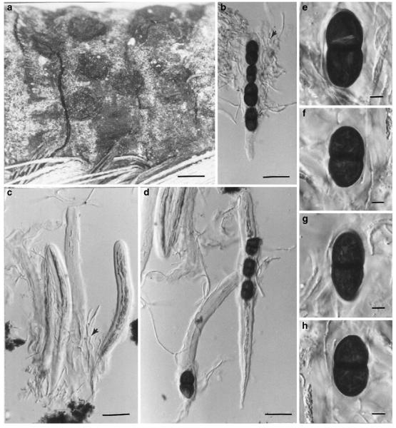 Fig. 34