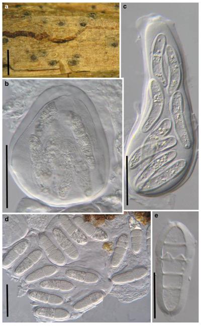 Fig. 96