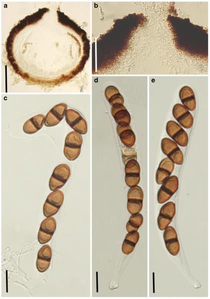 Fig. 13