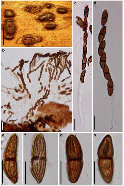 Fig. 84