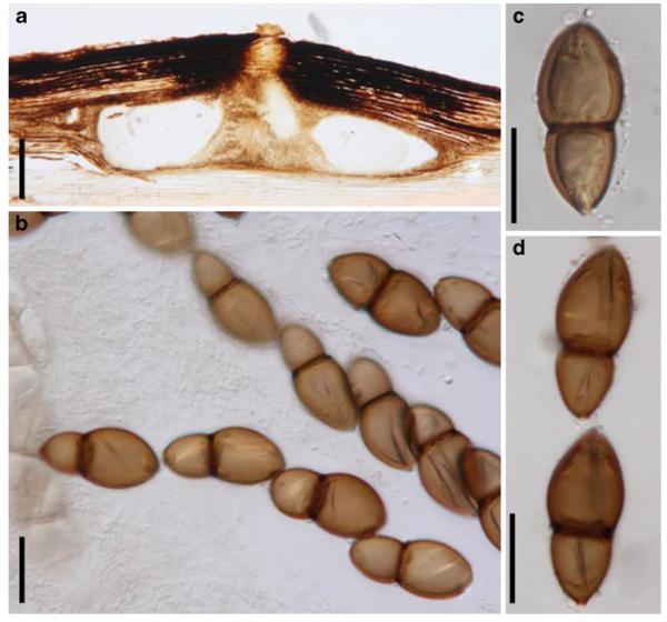 Fig. 35