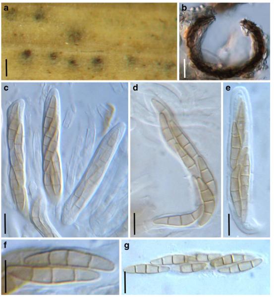 Fig. 74