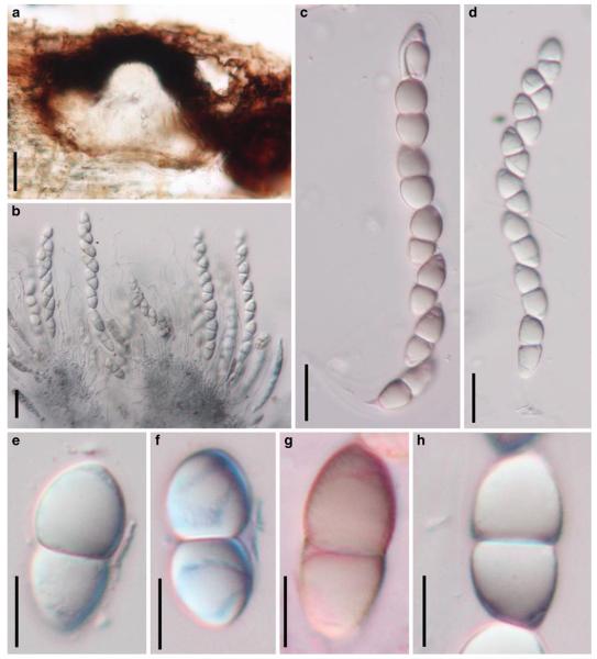 Fig. 73