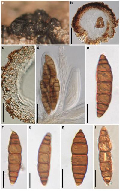 Fig. 33