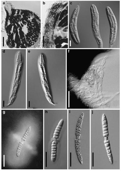 Fig. 38