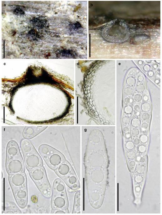 Fig. 43