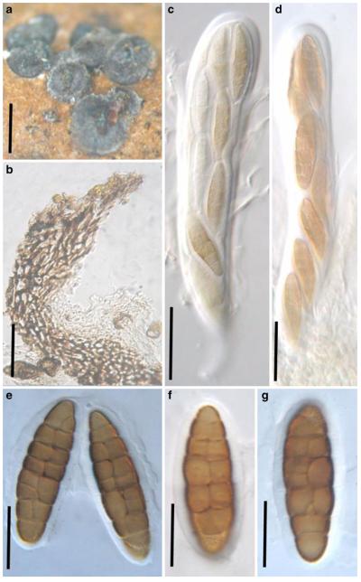 Fig. 77