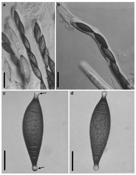 Fig. 12