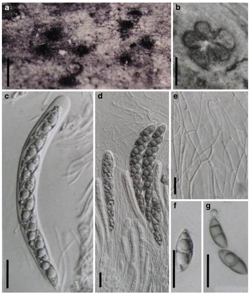 Fig. 5