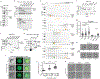 Extended Data Figure 1.