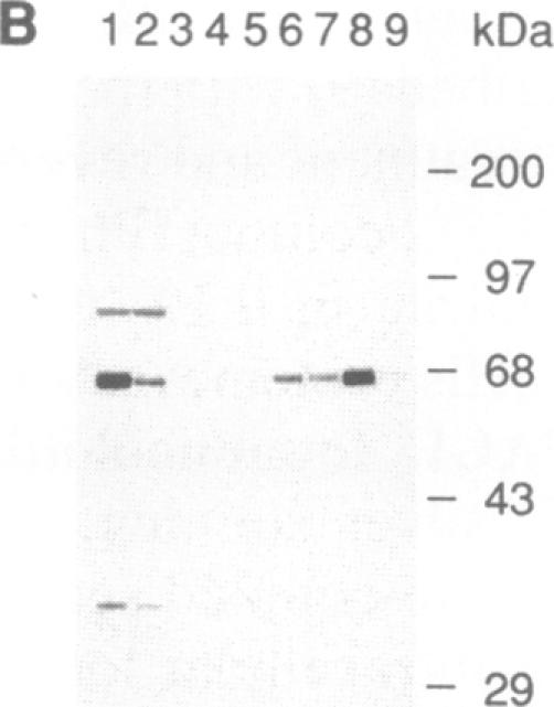 graphic file with name pnas01070-0120-a.jpg