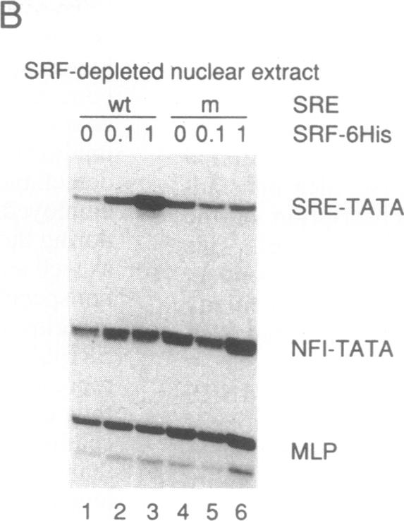 graphic file with name pnas01070-0121-b.jpg