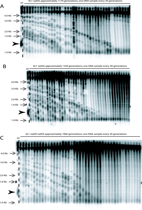 FIG. 8.