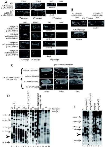 FIG. 7.