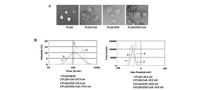 Enhanced activity of doxorubicin in drug resistant A549 tumor cells by ...