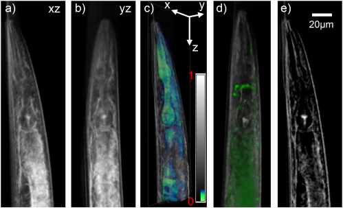 Fig. 6