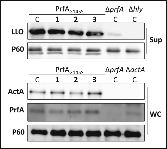 Figure 4