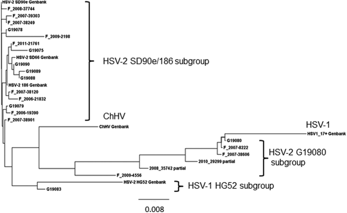 Worldwide circulation of HSV-2 × HSV-1 recombinant strains - PMC