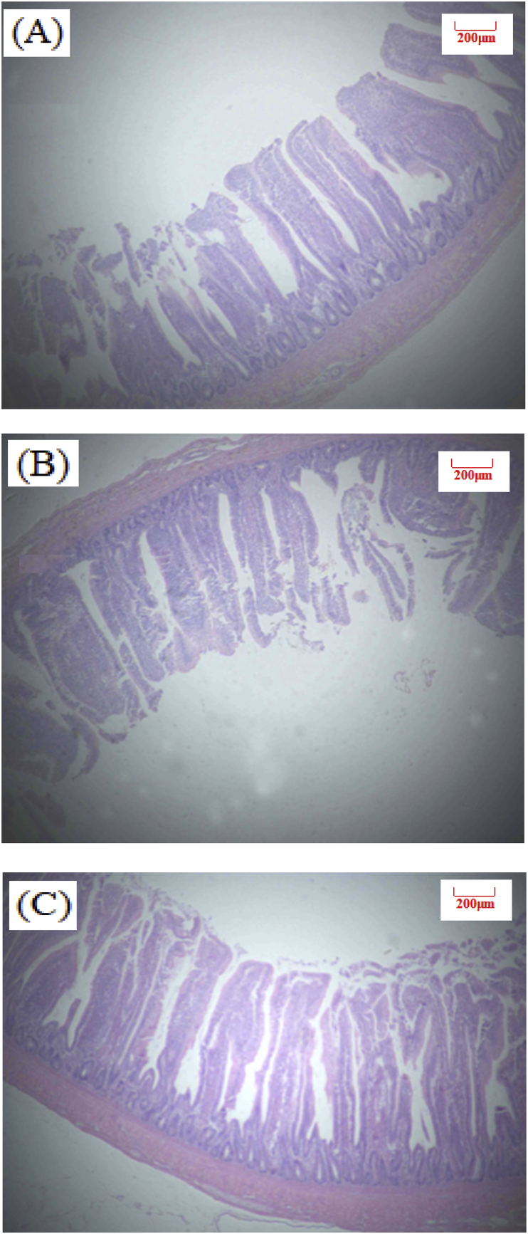 Fig. 6