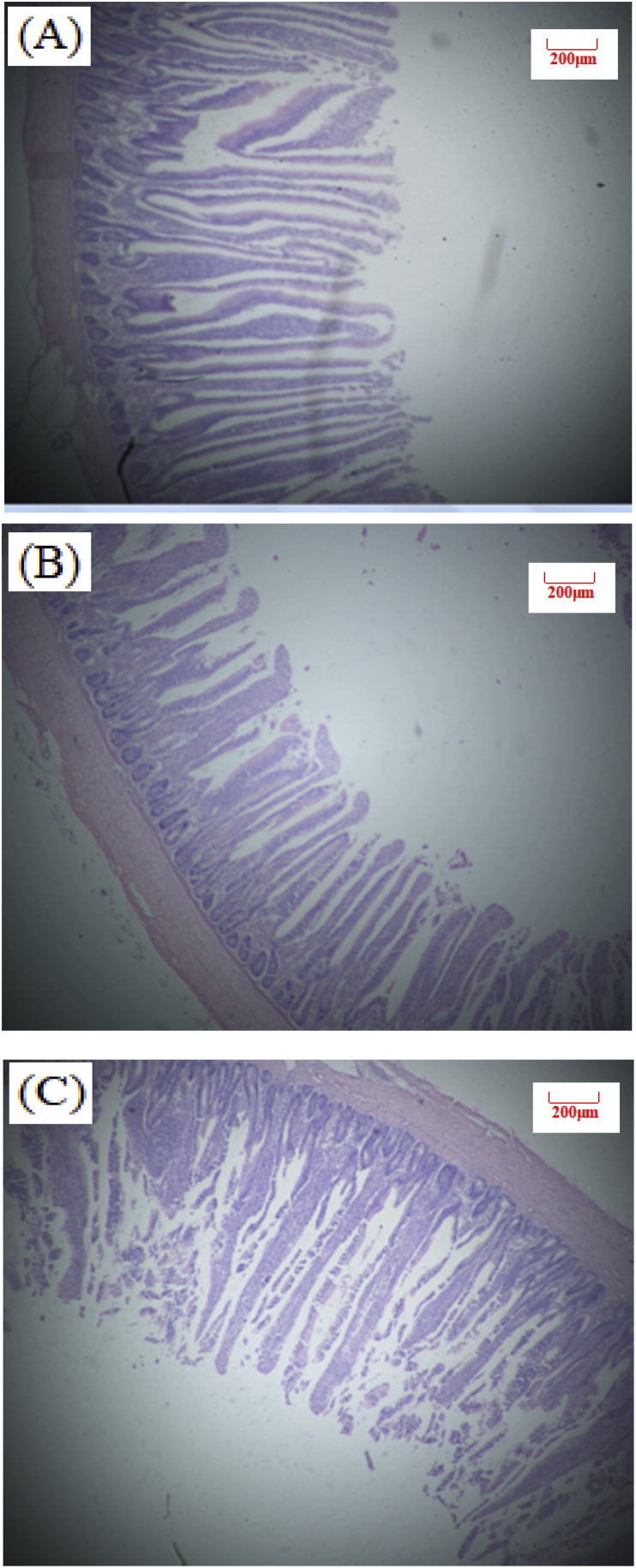 Fig. 5