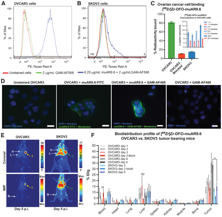 Figure 1. In vitro and in vivo characterization of the binding of muAR9.6 to ovarian cancer cells. A and B, Flow cytometry illustrating the strong binding of muAR9.6 to OVCAR3 cells as well as its marginal binding to SKOV3 cells. C, RBA showing the high (81.4% ± 2.1%) and blockable (11% ± 1%) binding of [89Zr]Zr-DFO-muAR9.6 to MUC16-positive OVCAR3 cells as well as its low (15.2% ± 1.3%) binding to MUC16-negative SKOV3 cells. The inset shows cellular internalization of [89Zr]Zr-DFO-muAR9.6 between 1 hour and 24 hours after adding to ∼1 million OVCAR3 cells. The blue bars represent the uptake of 10 ng of [89Zr]Zr-DFO-muAR9.6 at each timepoint, whereas the red bars represent the blocked uptake of [89Zr]Zr-DFO-muAR9.6 in the presence of a 1,000-fold excess of unlabeled muAR9.6. D, Immunostaining and fluorescence microscopy of OVCAR3 cells with muAR9.6 and FITC-labeled muAR9.6 revealing the membrane-bound localization of fluorescence. E, PET images acquired 5 days after the administration of the 1.2 ± 0.1 mg/kg [89Zr]Zr-DFO-muAR9.6 (255 ± 49.5 μCi; 9.4 ± 1.8 MBq; 29.6 ± 2.0 μg) in female Nu/Nu mice bearing OVCAR3 and SKOV3 subcutaneous xenografts (n = 3 mice per tumor type). The differential uptake of the radioimmunoconjugate in the tumors (T) can be seen as well as accumulation in other tissue compartments, including the heart [H], liver [L], and bone [B]. The latter is the result of the accretion of free, osteophilic [89Zr]Zr4+ released from the radioimmunoconjugate. Serial PET images are shown in Supplementary Figs. S7 and S8. F, Ex vivo biodistribution profile up to 5 days after the intravenous administration of 0.11 ± 0.02 mg/kg of [89Zr]Zr-DFO-muAR9.6 (24 ± 1.4 μCi; 0.88 ± 0.05 MBq; 2.8 ± 0.5 μg) to female Nu/Nu mice bearing OVCAR3 and SKOV3 subcutaneous xenografts (n = 5 mice per tumor type). *, P ≤ 0.03; **, P ≤ 0.01; ***, P ≤ 0.0005. Detailed sets of %ID/g values are provided in Supplementary Tables S1 and S2. The maximum intensity projections have been scaled from 0% to 100%.