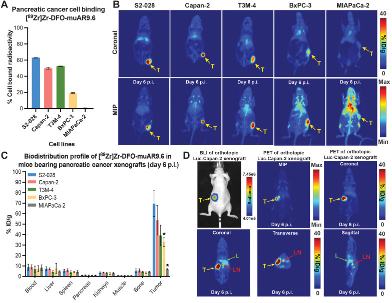 Figure 4. ImmunoPET demonstrates the MUC16-dependent uptake of [89Zr]Zr-DFO-muAR9.6 in xenograft models of pancreatic ductal adenocarcinoma (PDAC). A, Graph showing the differential binding of 3 ng of [89Zr]Zr-DFO-muAR9.6 to five PDAC cell lines expressing different levels of MUC16. B, PET images of mice bearing subcutaneous PDAC xenografts acquired 6 days after the administration of 2.1 ± 0.4 mg/kg of [89Zr]Zr-DFO-muAR9.6 (225 ± 22.1 μCi; 8.3 ± 0.8 MBq; 51.7 ± 9.8 μg). C, Ex vivo biodistribution data acquired from mice bearing subcutaneous PDAC xenografts 6 days after the intravenous injection of 0.3 ± 0.03 mg/kg [89Zr]Zr-DFO-muAR9.6 (27.7 ± 0.9 μCi; 1.02 ± 0.03 MBq; 6.3 ± 0.8 μg; n = 4 mice per time point). On the graph, *, P ≤ 0.05. Detailed %ID/g values are provided in Supplementary Table S6. D, Representative bioluminescence (BLI) and PET images of female nude mice acquired 4 weeks after the surgical implantation of Luc-Capan-2 cells in the head of the pancreas. The immunoPET images were acquired 6 days after the administration of 1.57 mg/kg of [89Zr]Zr-DFO-muAR9.6 (269.4 ± 5.4 μCi; 9.97 ± 0.2 MBq; 40 μg). The maximum intensity projections have been scaled from 0% to 100%.