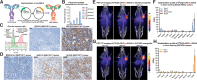 Figure 5. Humanized AR9.6 demonstrates robust in vitro, in vivo, and ex vivo binding to MUC16-expressing ovarian and pancreatic cancer cells. A, Humanization of muAR9.6 by CDR grafting. B, In vitro internalization data of [89Zr]Zr-DFO-huAR9.6 in OVCAR3 cells at 1, 3, 6, and 24 hours. The blue bars represent the uptake of 10 ng of [89Zr]Zr-DFO-huAR9.6 at each timepoint, whereas the red bars represent the blocked uptake of [89Zr]Zr-DFO-huAR9.6 in the presence of a 1,000-fold excess of unlabeled huAR9.6. C, In vitro and ex vivo validation of the binding of huAR9.6 to MUC16high (OVCAR3) and MUC16neg (SKOV3) ovarian cancer cells using flow cytometry and immunohistochemical (IHC) staining of FFPE tumor sections. D, Ex vivo validation of the binding of huAR9.6 to FFPE sections from MUC16high (S2-028), MUC16med (BxPC-3), and MUC16low (MIAPaCa-2) tumors. E and G, Serial PET-CT images of mice bearing subcutaneous S2–028 xenografts (E) and OVCAR3 xenografts (G; n = 3 mice per tumor xenograft) acquired after the intravenous administration of 2.14 mg/kg [89Zr]Zr-DFO-huAR9.6 (250 μCi; 9.25 MBq; 53 μg) showing gradual accretion of radioactivity in the tumor (T) and the liver (L) as well as gradually declining activity concentrations in the blood (indicated by the heart [H]). F and H, Longitudinal ex vivo biodistribution data acquired after the i.v. injection of 0.25 mg/kg of [89Zr]Zr-DFO-huAR9.6 (29 μCi; 1.07 MBq; 6.2 μg) in mice bearing subcutaneous S2-028 xenografts (F) and OVCAR3 xenografts (H; n = 4 mice per time point). In the graph shown in F; *, P = 0.0286. Detailed sets of %ID/g values are provided in Supplementary Tables S7 and S8.