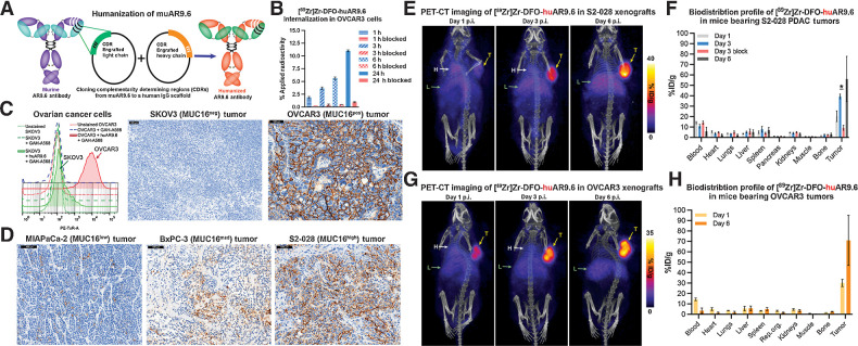 Figure 5. Humanized AR9.6 demonstrates robust in vitro, in vivo, and ex vivo binding to MUC16-expressing ovarian and pancreatic cancer cells. A, Humanization of muAR9.6 by CDR grafting. B, In vitro internalization data of [89Zr]Zr-DFO-huAR9.6 in OVCAR3 cells at 1, 3, 6, and 24 hours. The blue bars represent the uptake of 10 ng of [89Zr]Zr-DFO-huAR9.6 at each timepoint, whereas the red bars represent the blocked uptake of [89Zr]Zr-DFO-huAR9.6 in the presence of a 1,000-fold excess of unlabeled huAR9.6. C, In vitro and ex vivo validation of the binding of huAR9.6 to MUC16high (OVCAR3) and MUC16neg (SKOV3) ovarian cancer cells using flow cytometry and immunohistochemical (IHC) staining of FFPE tumor sections. D, Ex vivo validation of the binding of huAR9.6 to FFPE sections from MUC16high (S2-028), MUC16med (BxPC-3), and MUC16low (MIAPaCa-2) tumors. E and G, Serial PET-CT images of mice bearing subcutaneous S2–028 xenografts (E) and OVCAR3 xenografts (G; n = 3 mice per tumor xenograft) acquired after the intravenous administration of 2.14 mg/kg [89Zr]Zr-DFO-huAR9.6 (250 μCi; 9.25 MBq; 53 μg) showing gradual accretion of radioactivity in the tumor (T) and the liver (L) as well as gradually declining activity concentrations in the blood (indicated by the heart [H]). F and H, Longitudinal ex vivo biodistribution data acquired after the i.v. injection of 0.25 mg/kg of [89Zr]Zr-DFO-huAR9.6 (29 μCi; 1.07 MBq; 6.2 μg) in mice bearing subcutaneous S2-028 xenografts (F) and OVCAR3 xenografts (H; n = 4 mice per time point). In the graph shown in F; *, P = 0.0286. Detailed sets of %ID/g values are provided in Supplementary Tables S7 and S8.