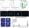 Figure 1. In vitro and in vivo characterization of the binding of muAR9.6 to ovarian cancer cells. A and B, Flow cytometry illustrating the strong binding of muAR9.6 to OVCAR3 cells as well as its marginal binding to SKOV3 cells. C, RBA showing the high (81.4% ± 2.1%) and blockable (11% ± 1%) binding of [89Zr]Zr-DFO-muAR9.6 to MUC16-positive OVCAR3 cells as well as its low (15.2% ± 1.3%) binding to MUC16-negative SKOV3 cells. The inset shows cellular internalization of [89Zr]Zr-DFO-muAR9.6 between 1 hour and 24 hours after adding to ∼1 million OVCAR3 cells. The blue bars represent the uptake of 10 ng of [89Zr]Zr-DFO-muAR9.6 at each timepoint, whereas the red bars represent the blocked uptake of [89Zr]Zr-DFO-muAR9.6 in the presence of a 1,000-fold excess of unlabeled muAR9.6. D, Immunostaining and fluorescence microscopy of OVCAR3 cells with muAR9.6 and FITC-labeled muAR9.6 revealing the membrane-bound localization of fluorescence. E, PET images acquired 5 days after the administration of the 1.2 ± 0.1 mg/kg [89Zr]Zr-DFO-muAR9.6 (255 ± 49.5 μCi; 9.4 ± 1.8 MBq; 29.6 ± 2.0 μg) in female Nu/Nu mice bearing OVCAR3 and SKOV3 subcutaneous xenografts (n = 3 mice per tumor type). The differential uptake of the radioimmunoconjugate in the tumors (T) can be seen as well as accumulation in other tissue compartments, including the heart [H], liver [L], and bone [B]. The latter is the result of the accretion of free, osteophilic [89Zr]Zr4+ released from the radioimmunoconjugate. Serial PET images are shown in Supplementary Figs. S7 and S8. F, Ex vivo biodistribution profile up to 5 days after the intravenous administration of 0.11 ± 0.02 mg/kg of [89Zr]Zr-DFO-muAR9.6 (24 ± 1.4 μCi; 0.88 ± 0.05 MBq; 2.8 ± 0.5 μg) to female Nu/Nu mice bearing OVCAR3 and SKOV3 subcutaneous xenografts (n = 5 mice per tumor type). *, P ≤ 0.03; **, P ≤ 0.01; ***, P ≤ 0.0005. Detailed sets of %ID/g values are provided in Supplementary Tables S1 and S2. The maximum intensity projections have been scaled from 0% to 100%.
