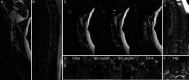FIG. 1.