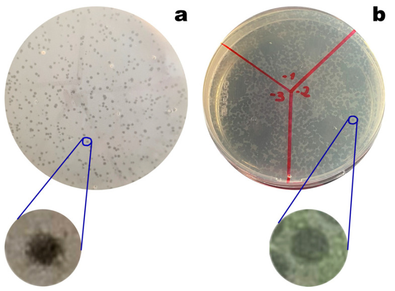 Figure 7